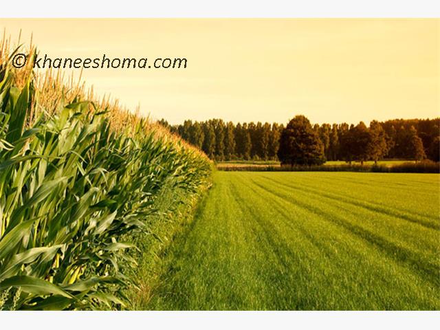 فروش زمین 158 متری جنگلی در محمود آباد 