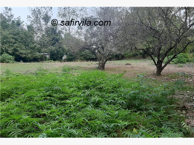 فروش زمین جنگلی سنددار امل