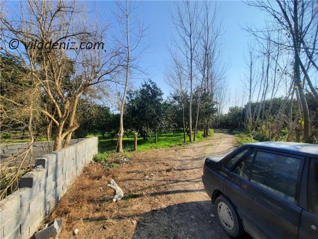 خرید 2000 متر باغ پرتقال دور دیوار شده قیمت عالی
